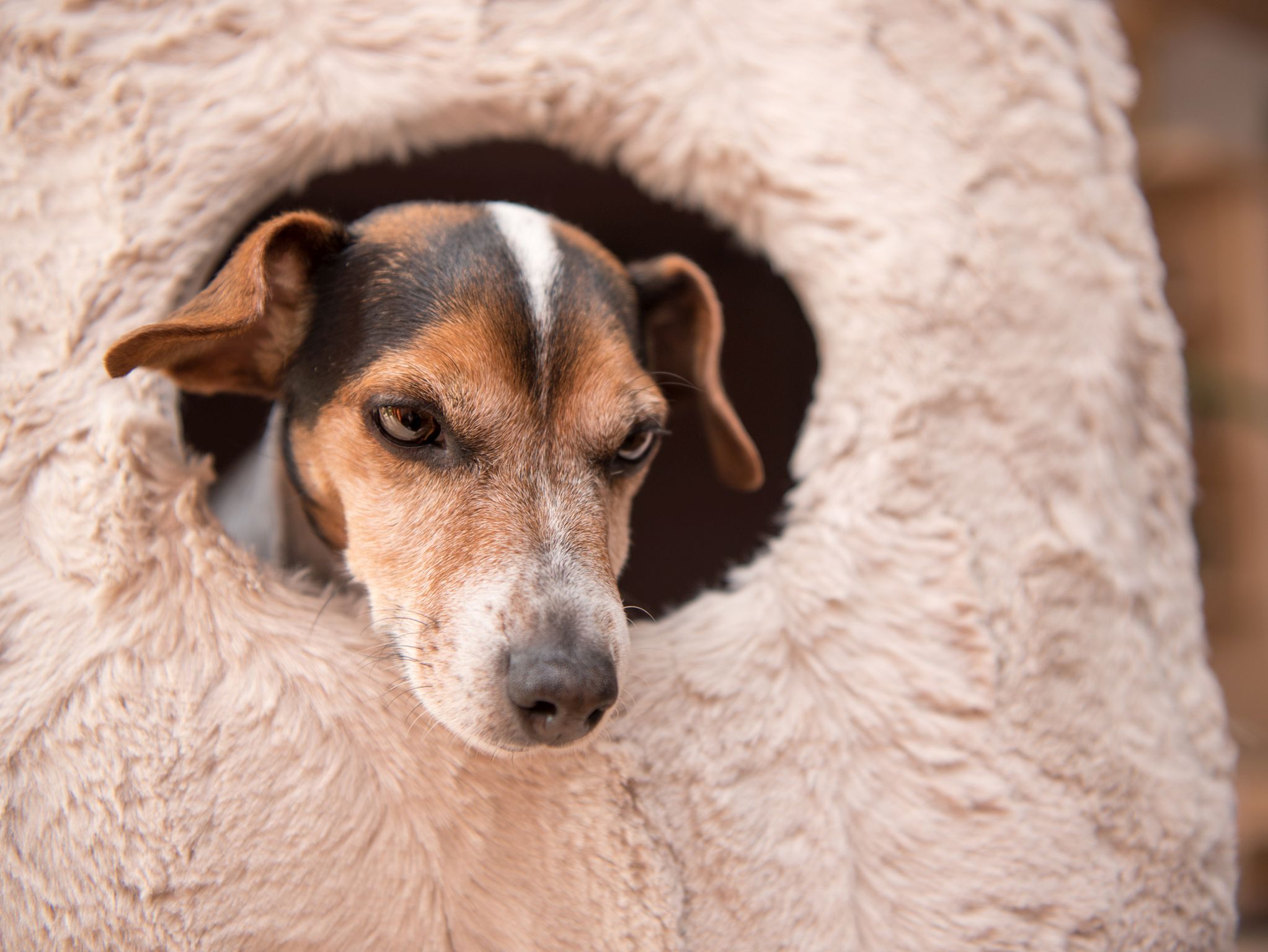 Cute little dog lies comfortably in a cat cave – Jack Russell 10 years old – hair style smooth