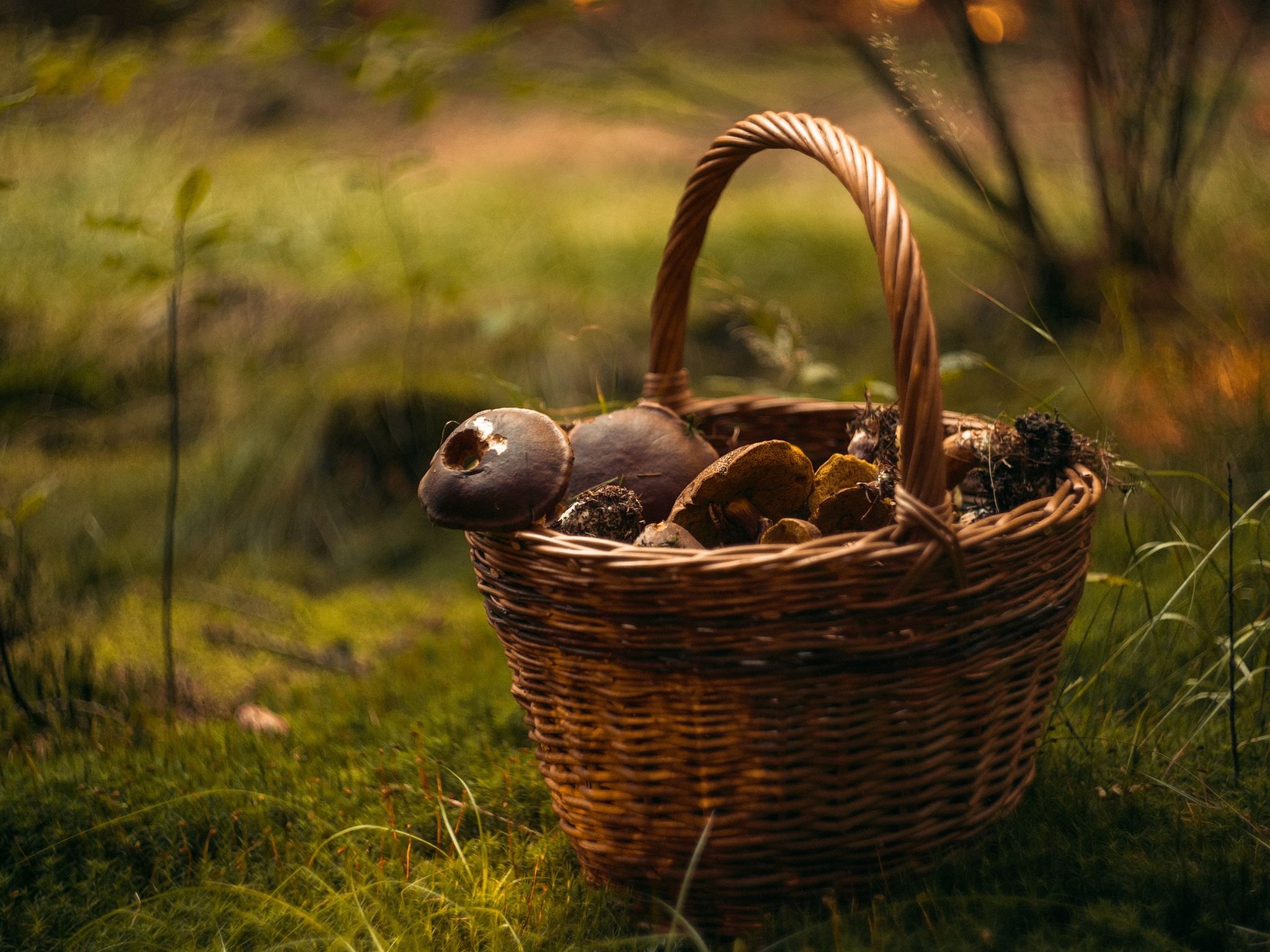 mushroom-4994622_1920