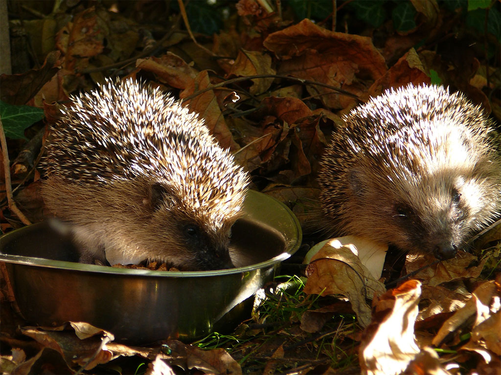 Zwei Igel mit Futterschale im Laub