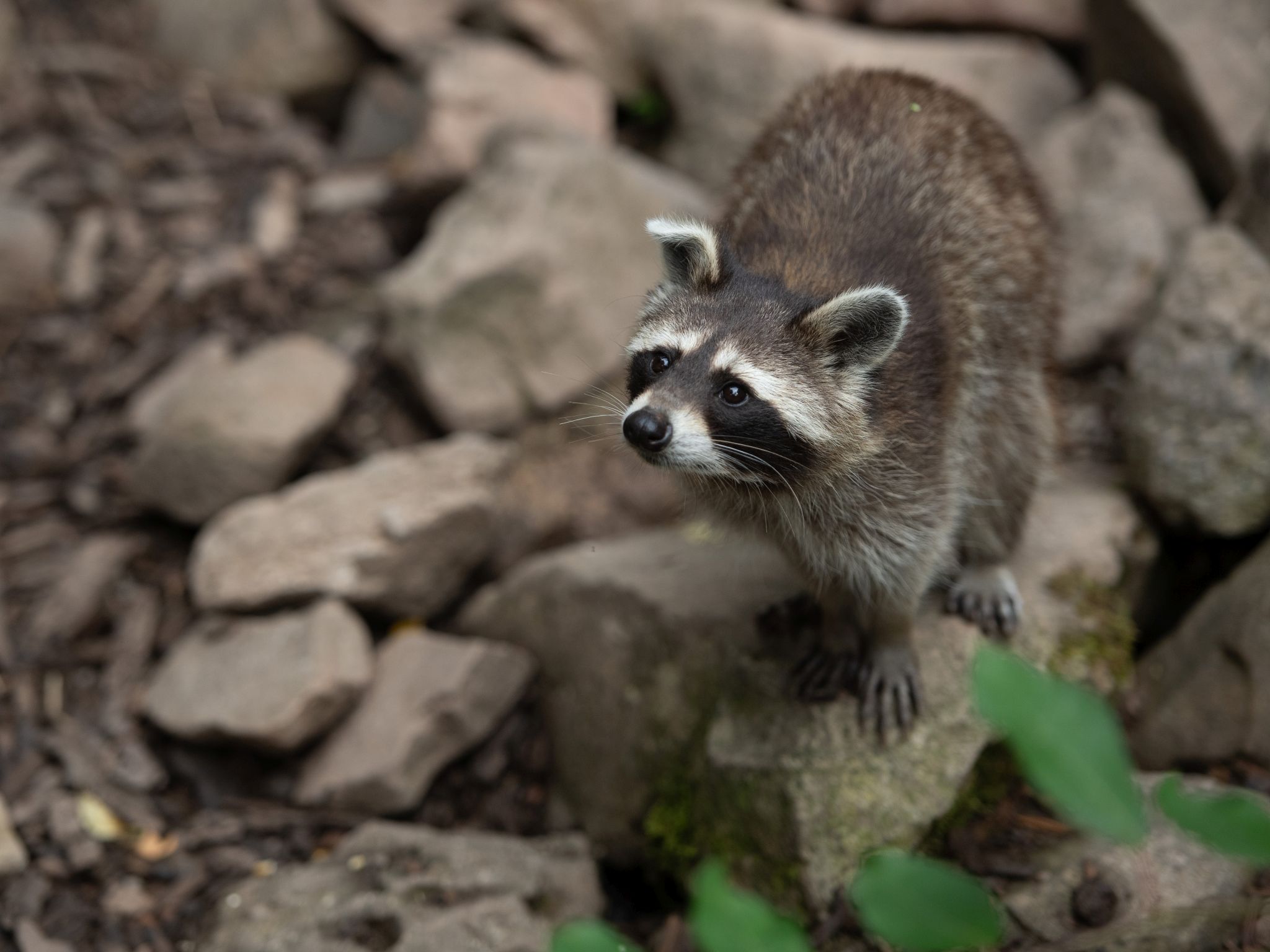 Wildpark Klaushof