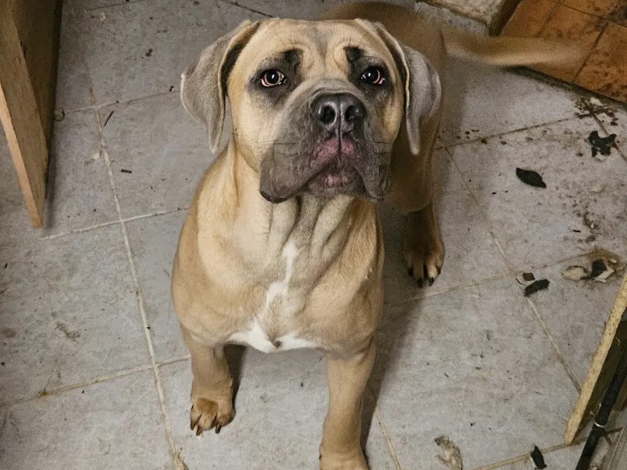 Hündin „Luna“ wurde im Keller gehalten und dann im einsturzgefährdeten Haus zurückgelassen. Foto: Tierhilfe Würzburg e.V.