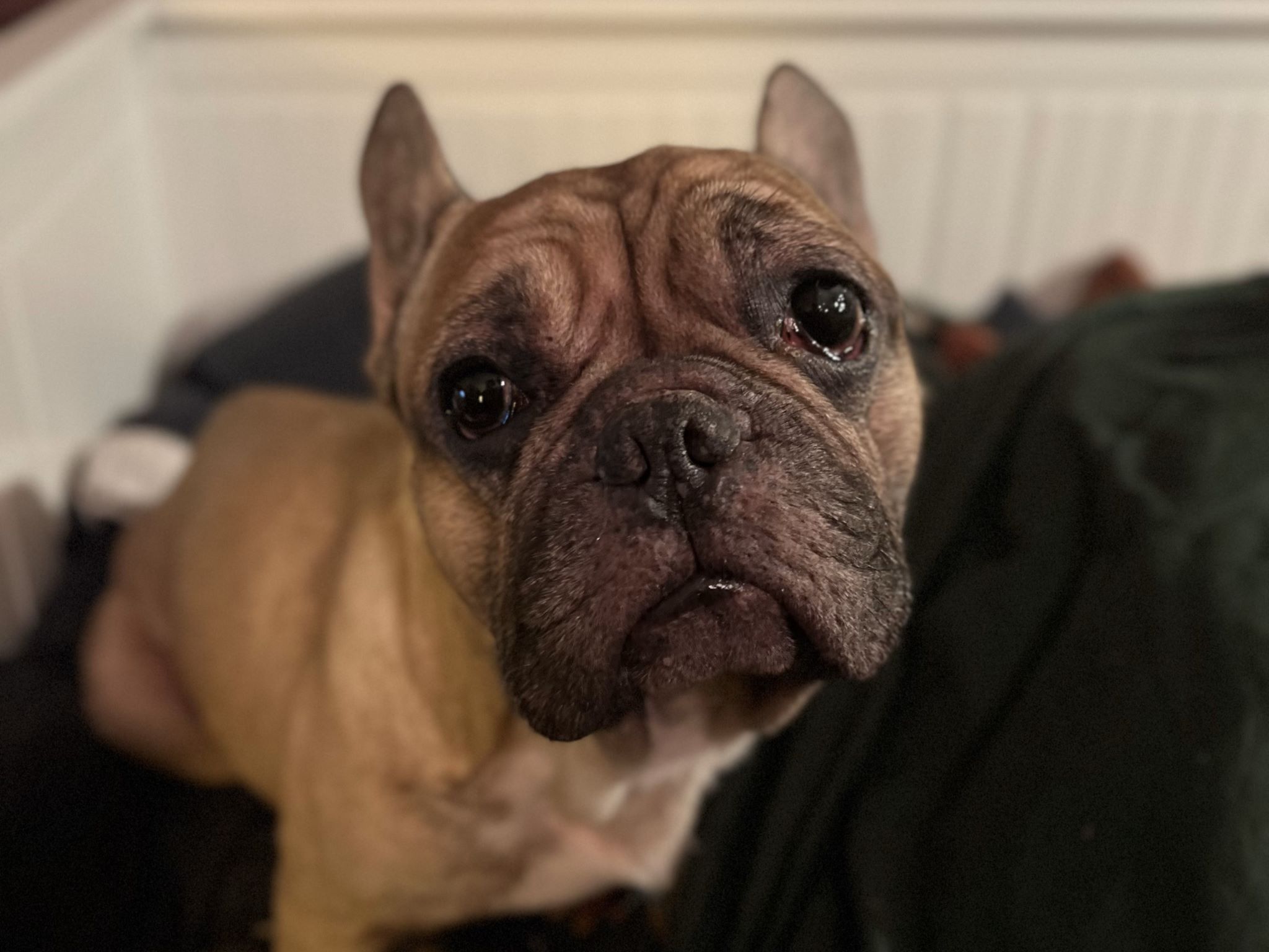 HundApollo_Tierhilfe Hund Apollo war schwer krank, seine Besitzer wollten ihn über eine Kleinanzeige verkaufen. Foto: Tierhilfe Würzburg e.V.