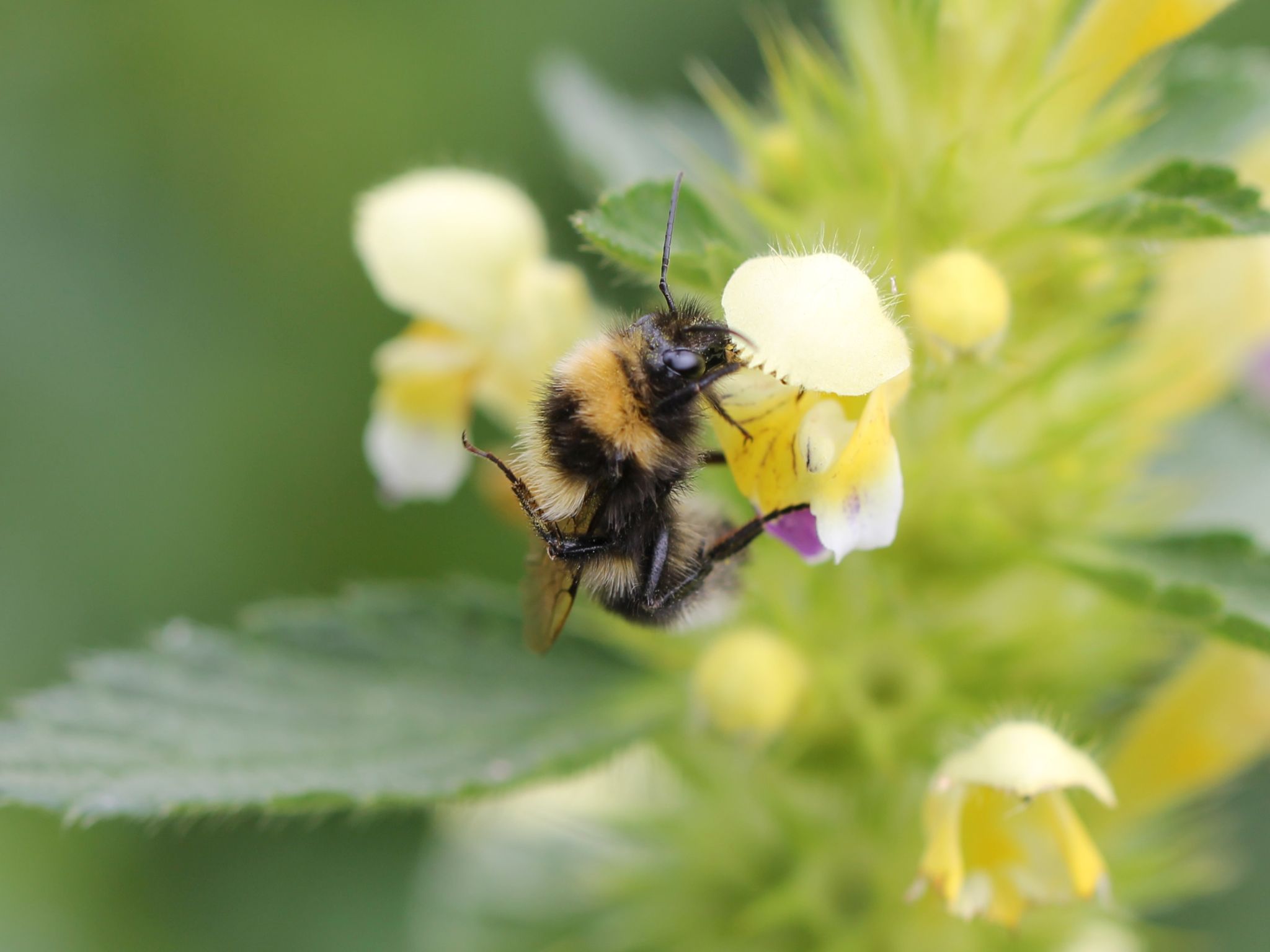Das Foto zeigt die Garten-Hummel, Bombus hortorum.