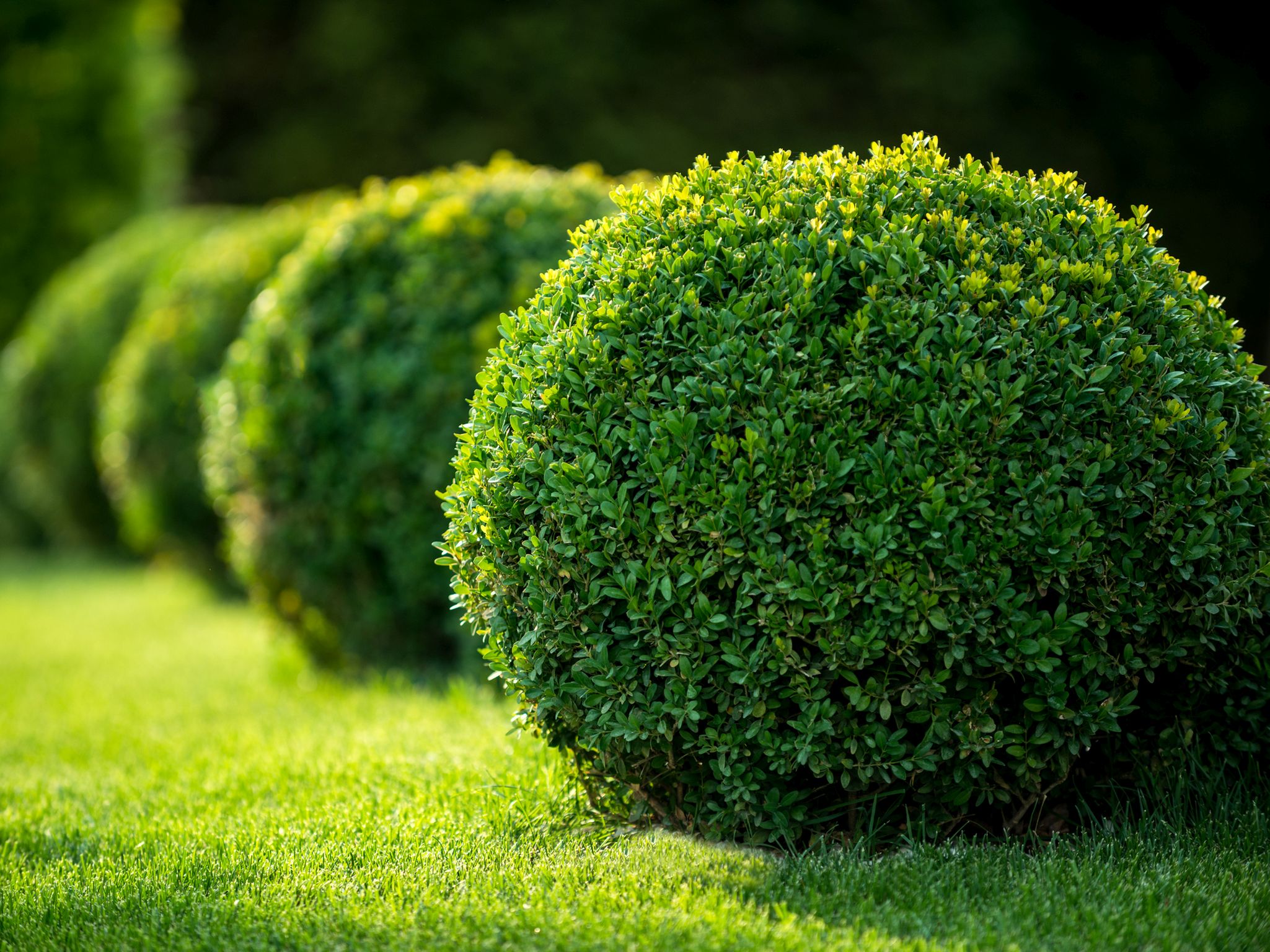 boxwood bushes round shape,formal park