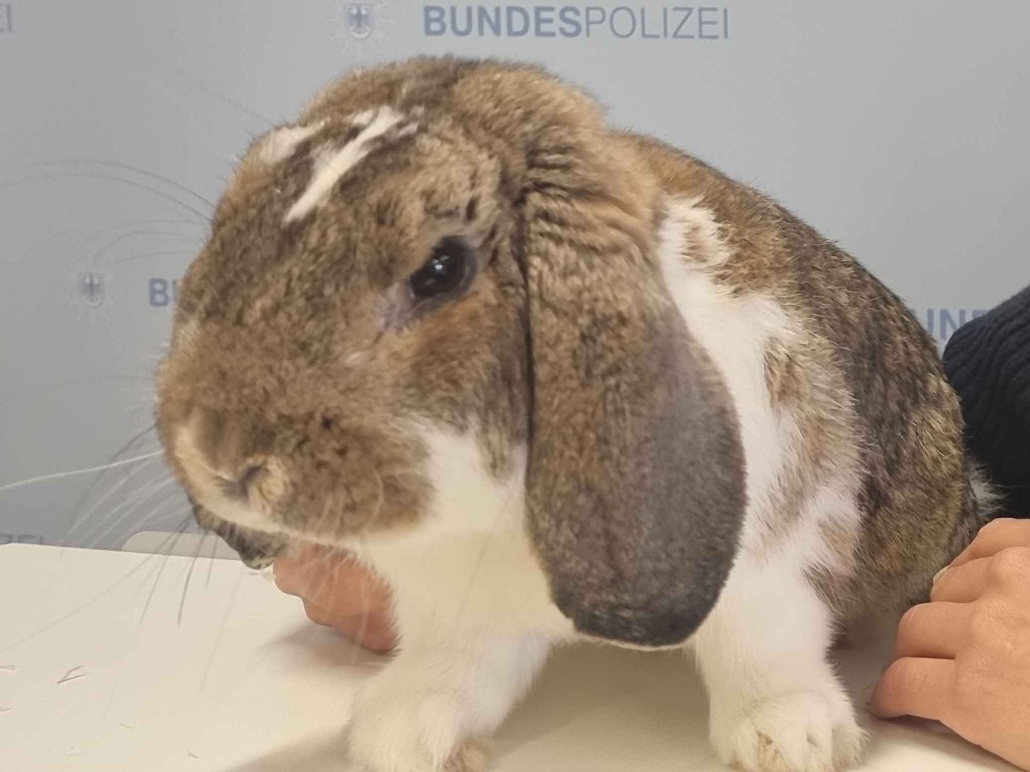 Osterhase_Zug_Bundespolizei Ein Zugbegleiter entdeckte einen Hasen in einem Regionalzug. Ob es der Osterhase war? Foto: Bundespolizei